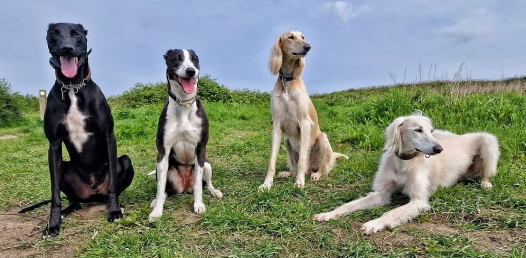 Four dogs, two Lurchers and two Salukis, sitting on the grass in a sunny field, enjoying a peaceful moment together.