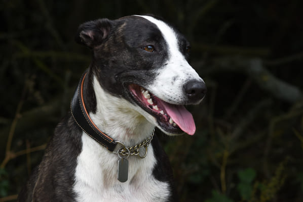 Brown and White Lurcher Wearing a Black and Tan Martingale Collar. https://k9exw.com