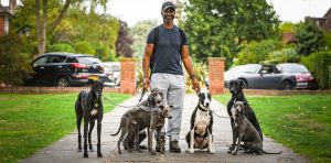 A professional dog handler with six sighthounds — two lurchers, a whippet, a Bedlington whippet, a greyhound, and an Italian Greyhound — posing outdoors services offered Greyhound Boarding London, Whippet Daycare Services and Sighthound Training Programs