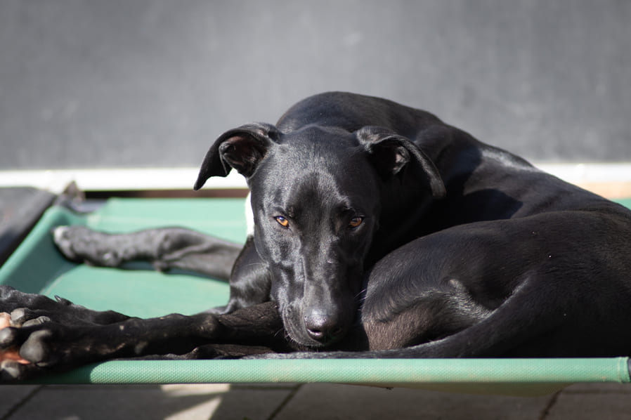 Black Bull Lurcher Wearing Laying down in the sun looking directly at you. https://k9exw.com