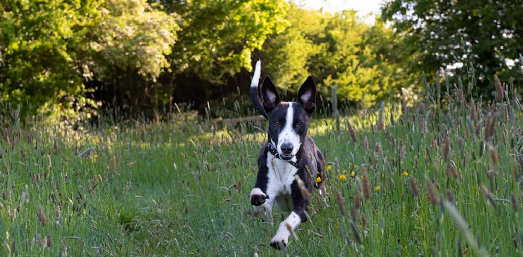 Sighthound running free in Londons open green spaces