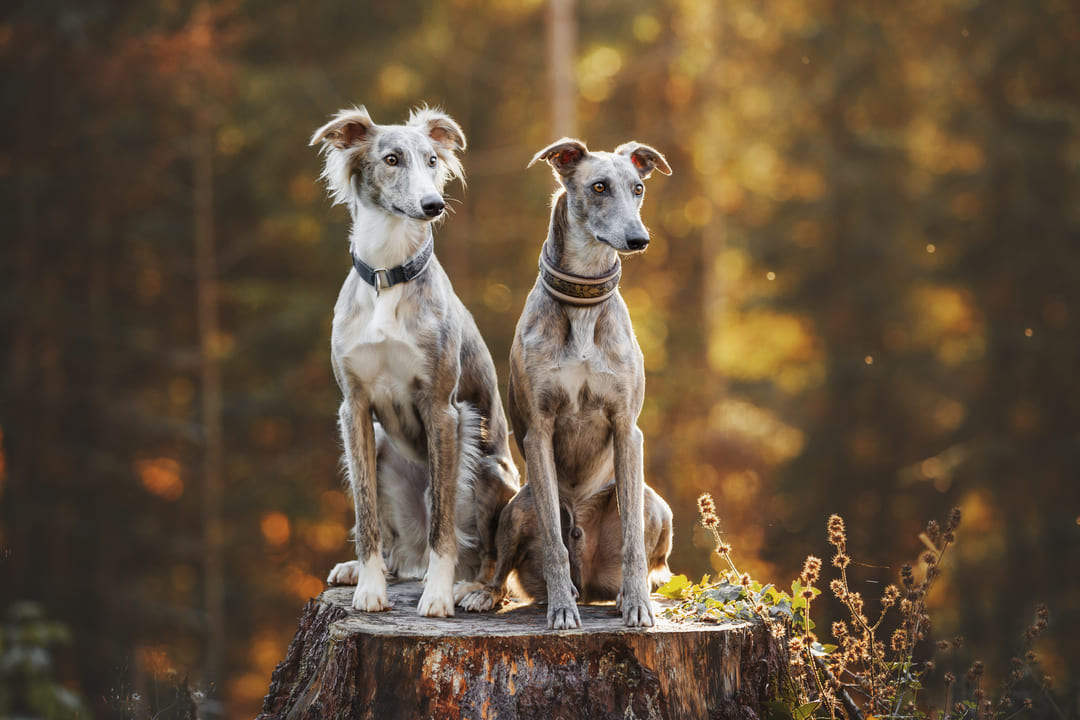 Saluki and Greyhound-Lurcher sitting on a tree stump ion woodland. https://k9exw.com