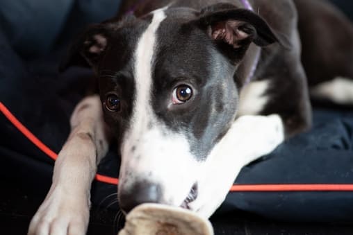 Brown and White Lurcher laying on her bed looking at the camera with a bone. https://k9exw.com