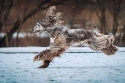 Afghan Hound running through snow covered field
