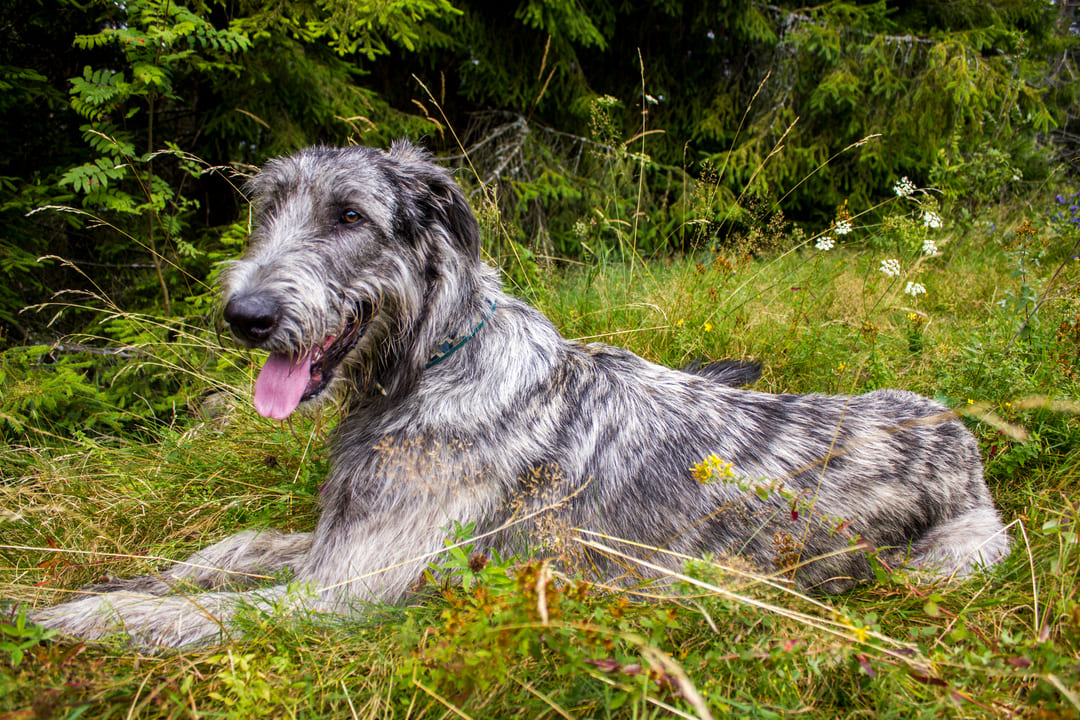 wolfhound puppy laying down on grass. https://k9exw.com
