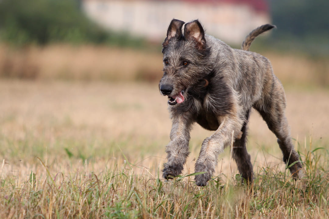 Wolfhound puppy running. https://k9exw.com