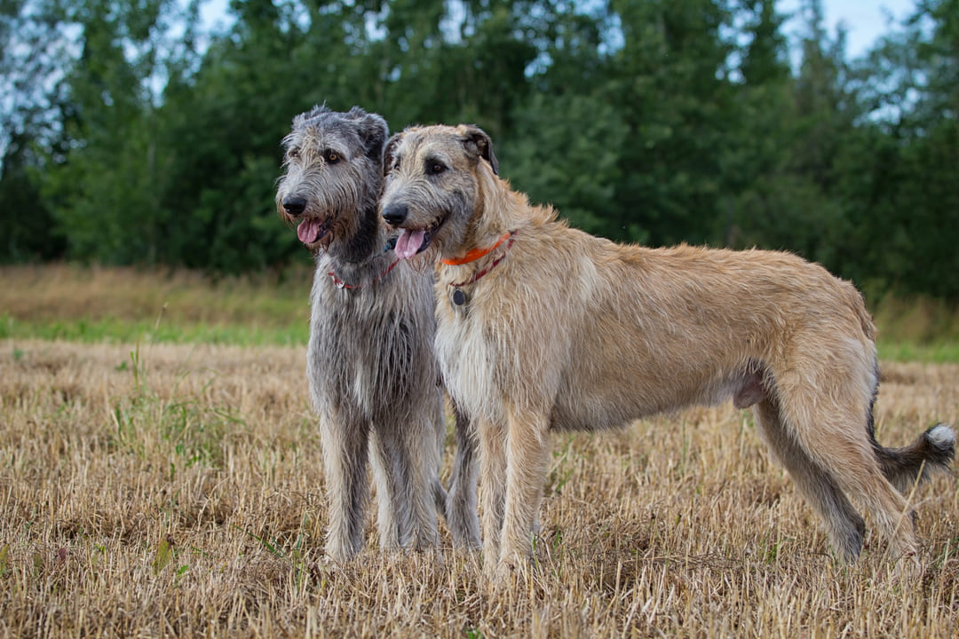 Two wolfhounds side by side in an open field. https://k9exw.com