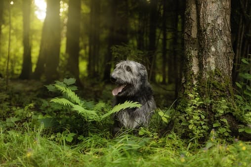 Wolfhound relaxing in dense woodland. https://k9exw.com,